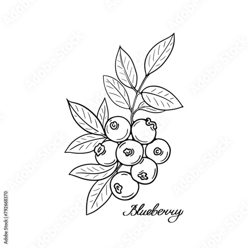 Blueberry and leaves. Blck and white berries. Hand-drawn flat image. Vector illustration.