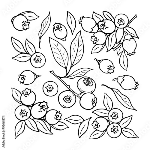 Blueberry and blueberry flowers. Blck and white berries set. Hand-drawn flat image. Vector illustration.