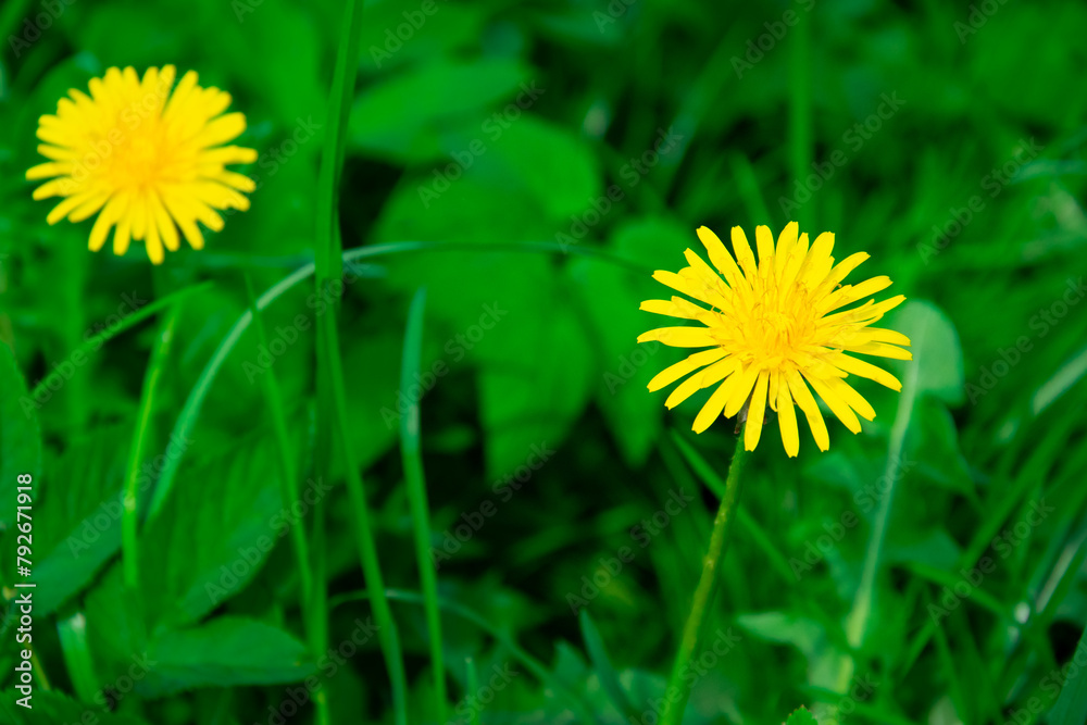 Dandelion in the grass. A yellow common flower in the meadow