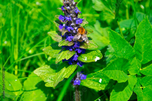 Closeup shot of bumblebee and blue flowers in a meadow. Ajuga reptans and a bumblebee collecting nectar.