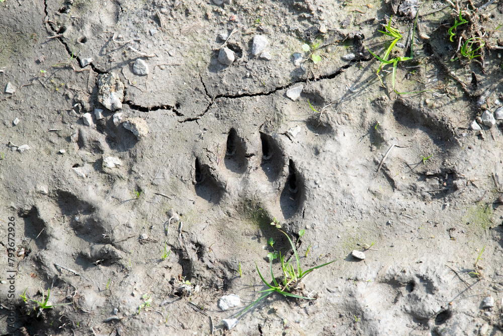 Animal tracks in the mud. Forest, nature, tracking