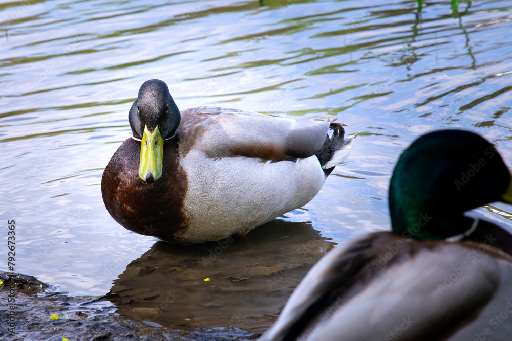Male mallard duck. Duck with reflection in clean lake water in Naleczow, Poland