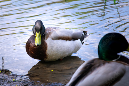 Obraz na płótnie Male mallard duck. Duck with reflection in clean lake water in Naleczow, Poland w salonie