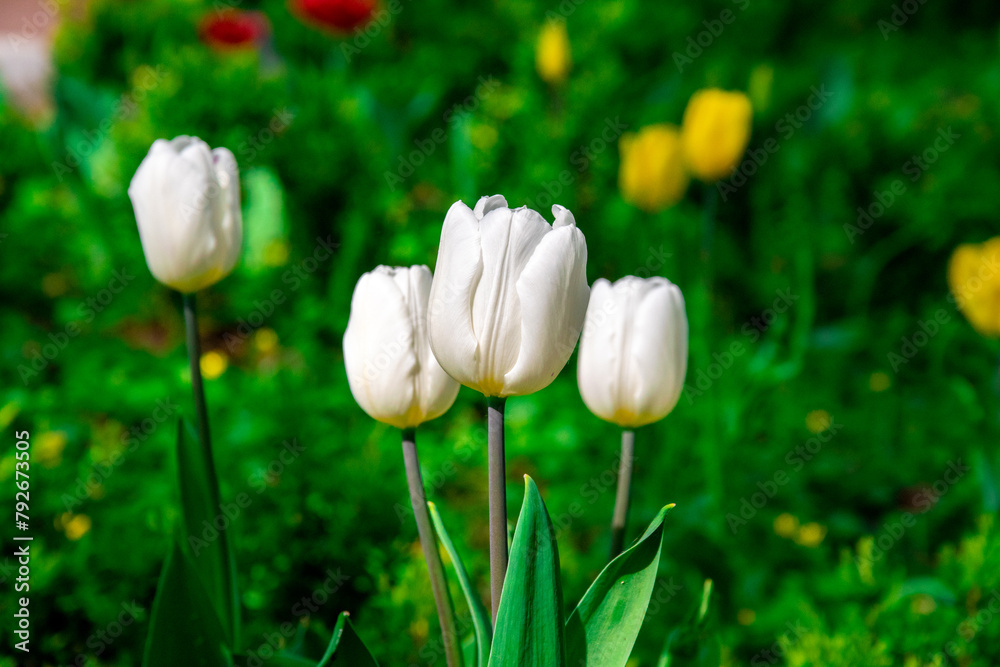 White tulips in a meadow in the sun. Blooming tulips in early spring in the park