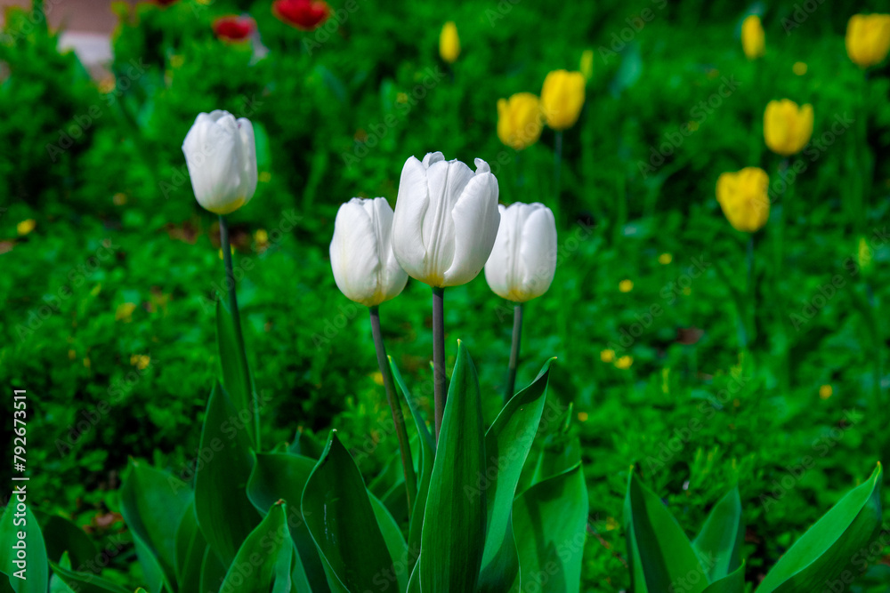 White tulips in a meadow in the sun. Blooming tulips in early spring in the park