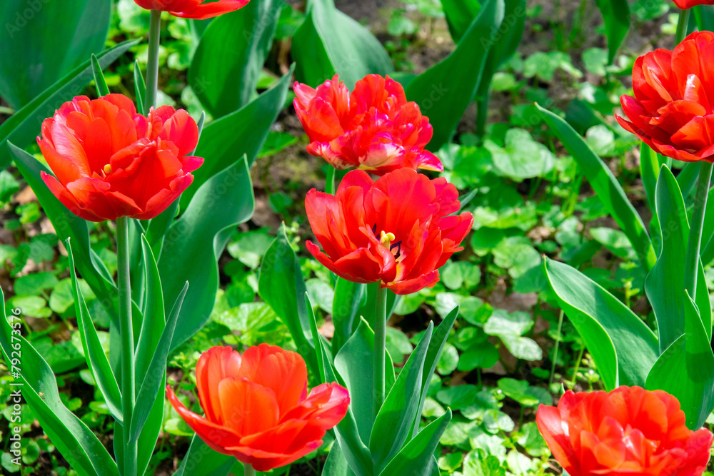 Red tulips in a meadow in the sun. Blooming tulips in early spring in the park