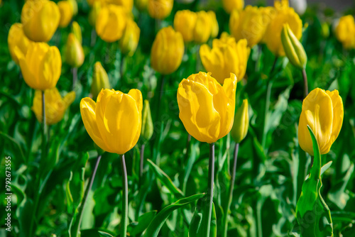 Obraz na płótnie Yellow tulips in a meadow in the sun. Blooming tulips in early spring in the park w salonie