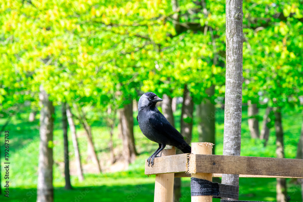 Coloeus monedula, western jackdaw, Eurasian jackdaw. European jackdaw belongs to the crow family
