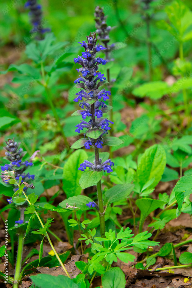 Ajuga reptans, blue flowers in a meadow