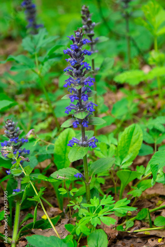 Obraz na płótnie Ajuga reptans, blue flowers in a meadow w salonie