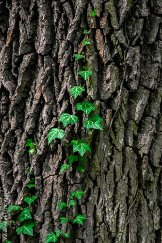Obraz na płótnie Ivy on the tree. Symbiosis in nature w salonie