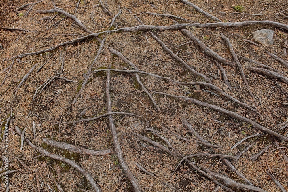 Closeup of bare twisted old tree roots and pine needles in forest. Closeup of bare twisted old tree roots and pine needles in forest.
