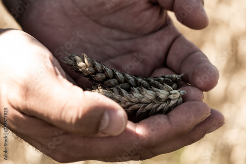 Close-up view of a man's hands cradling dried wheat sheaves, with a blurred wheat field in the background.