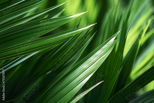 close-up Green palm leaves on natural background