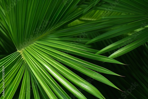 close-up Green palm leaves on natural background © JetHuynh
