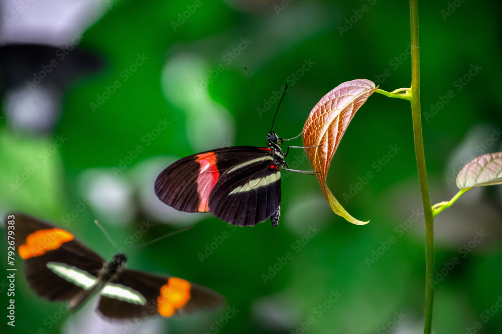 Colorful butterfly in the garden Colorful butterfly in the garden