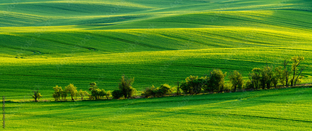 Green waves of spring fields