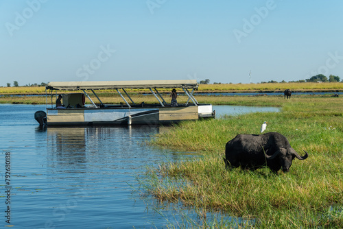 Tourists watching a buffalo grazing at the edge of the Chobe River while on a river cruise