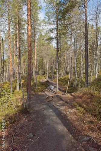 Trail to Myllykoski rapids in the forest in cloudy spring weather, Oulanka National Park, Kuusamo, Finland. photo