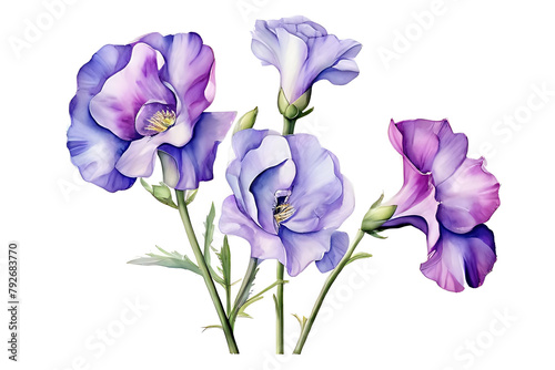 Watercolor painting.Purple lisianthus flowers with soft petals have orange stamens and green leaves. on a white background