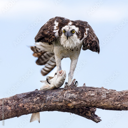 Osprey with a fish