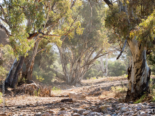 Arid scene of dry creek and twisted trees in Flinders Ranges, South Australia