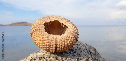 Upside down shell of arbacia lixula or urchin on the background of the sea. Panorama. photo