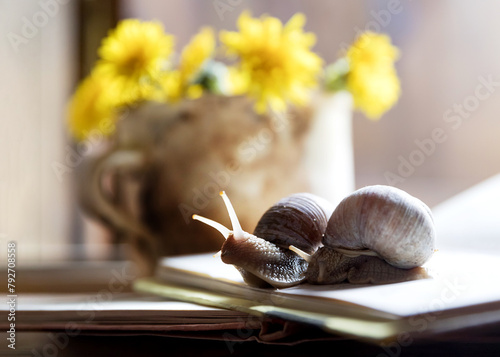 Two snails sitting on a book in front of a mug of yellow dandelion flowers. Selective focus, blurred background.