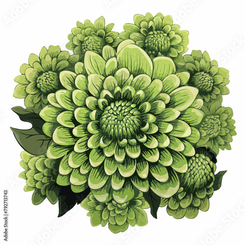 Green dahlia flowers isolated on white background. Vector illustration.