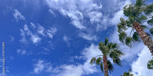 Looking up at lots of beautiful palm trees against a blue sky with fluffy white clouds. Weather concept. Tropical summer holiday background with copy space. Panoramic composition. Low angle view.