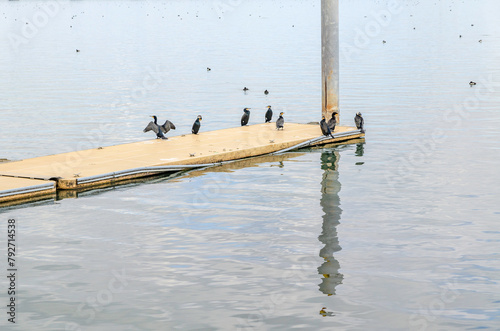 琵琶湖の船着き場と水鳥
