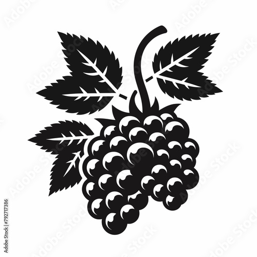 Blackberry silhouette vector illustration White Background