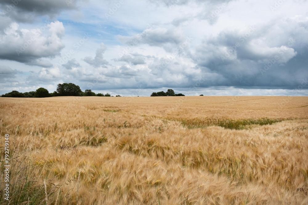 Fototapeta premium Getreidefeld in Norddeutschland 