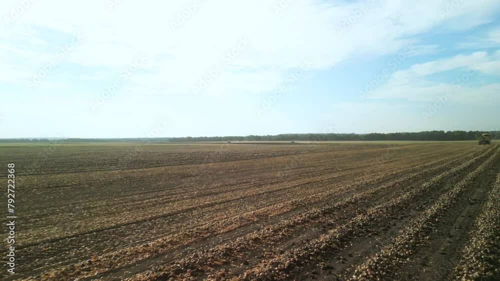 Onion field aerial view in Ukraine Onion field aerial view in Ukraine