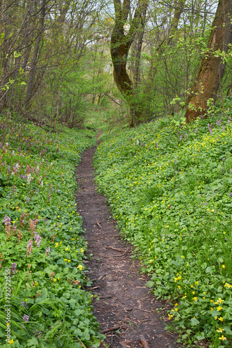 Nice forest path bordered by flowers in the forest photo