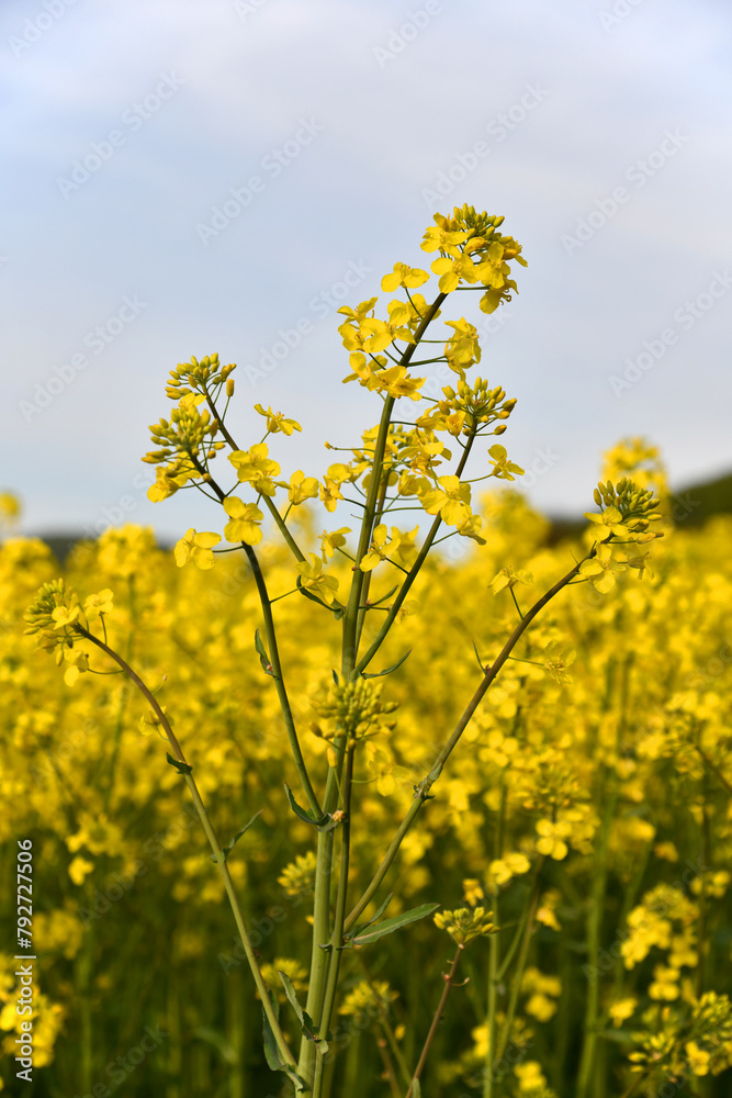 Rapsfeld Rapsfeld