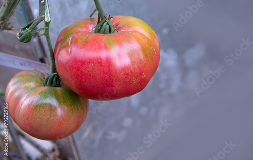 Large red beefsteak tomatoes in the home garden .