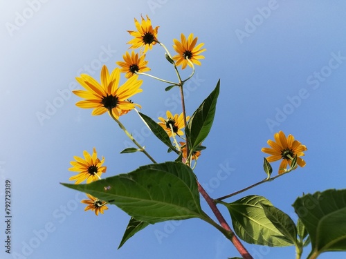 Jerusalem artichoke. - Helianthus tuberosus - Beautiful flowers of Jerusalem artichoke under cloudy blue sky photo