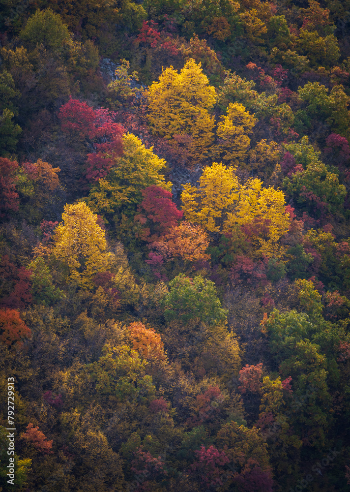Autumn Symphony. A Collage of Nature's Vibrant Palette.