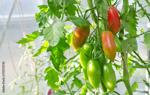 Bottle tomatoes grow in the home garden .