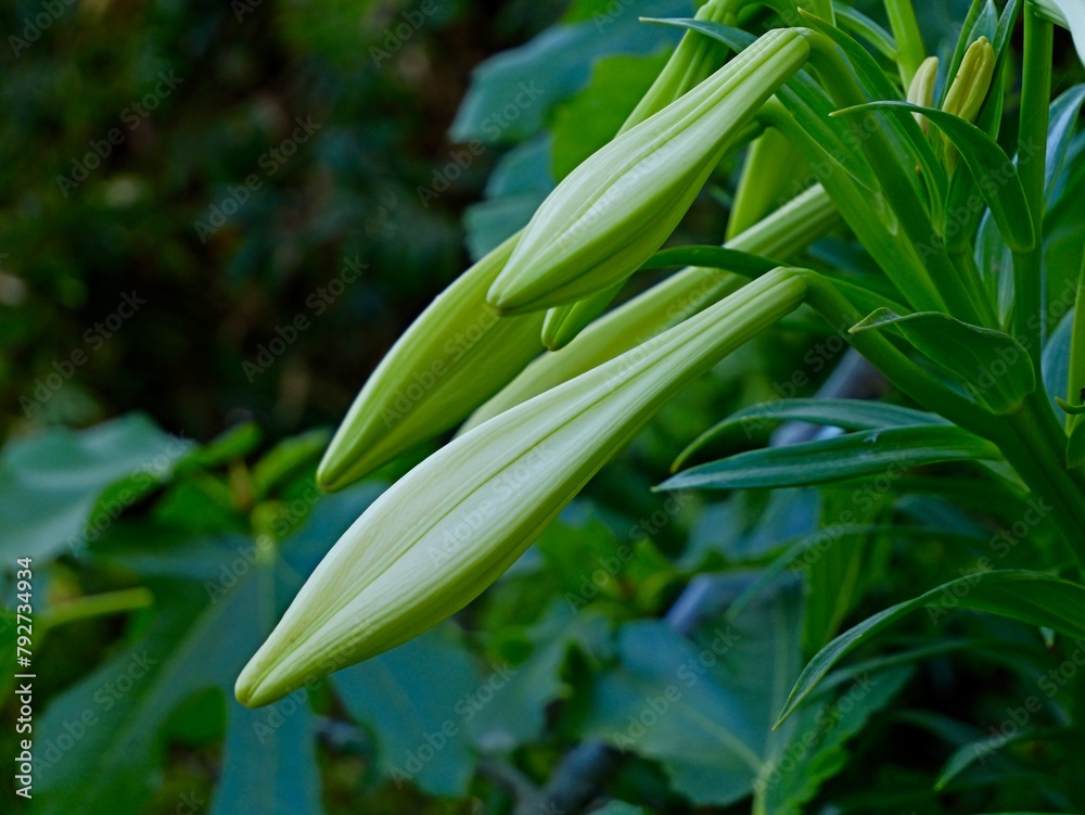 Flowers of the regal lily, royal lily, king's lily or Christmas lily (Lilium regale), cultivar, Spain