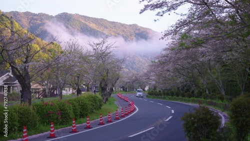 Cherry Blossom Lined Road in Morning, Mist on the Mountains of Iwakuni Japan photo