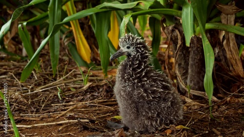 Baby Albatross Relaxes Beneath Large Green Leaves in Slow Motion photo