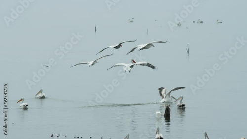 Group of big adult Dalmatian Pelicans landing on water in slow motion lake kerkini Greece photo