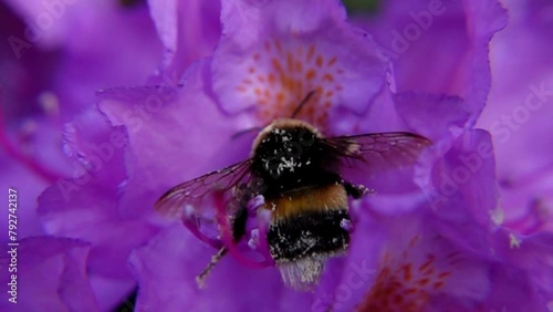 Bumblebee Pollinating And Then Leaving Purple Rhododendron. - close up shot photo
