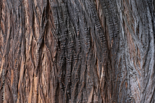 Bark of the Taxodium mucronatum or Montezuma Baldcypress, listed on the National Trust Register of significant trees of Victoria. Botanical Garden, Melbourne, Australia photo