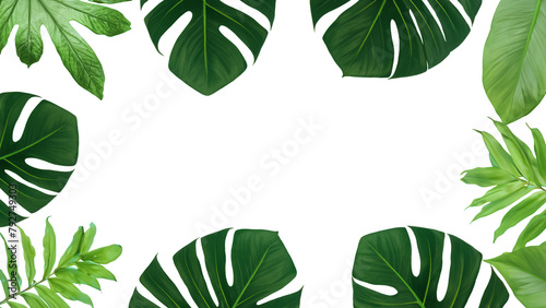 Isolated Tropical Plant Leaves On Transparent PNG Background With Copy Space Monstera Palm photo