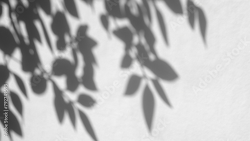 Blurry Leaf Shadows on White Wall