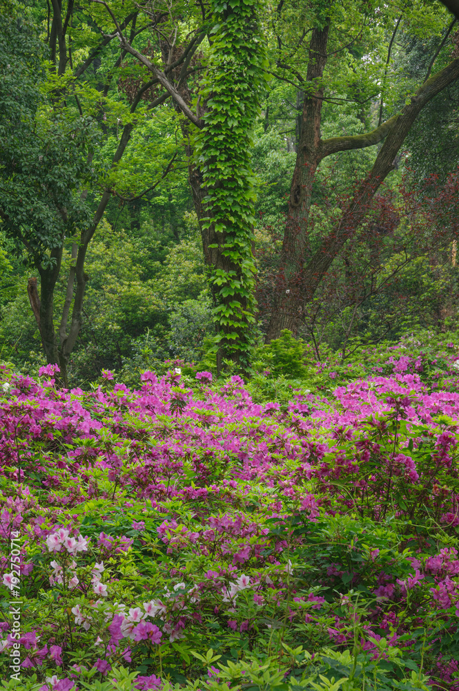 Rhododendrons bloom in Moshan scenic spot on East Lake in Wuhan, Hubei province Rhododendrons bloom in Moshan scenic spot on East Lake in Wuhan, Hubei province