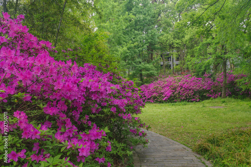 Rhododendrons bloom in Moshan scenic spot on East Lake in Wuhan, Hubei province